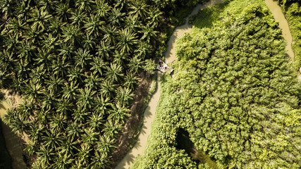 Aerial view of field growing palm in chonburi Thailand