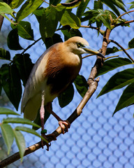 Javan Pond Heron