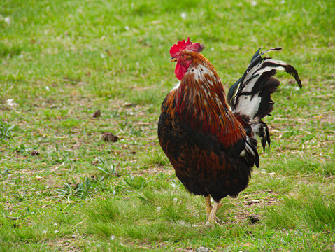 one chicken on green grass