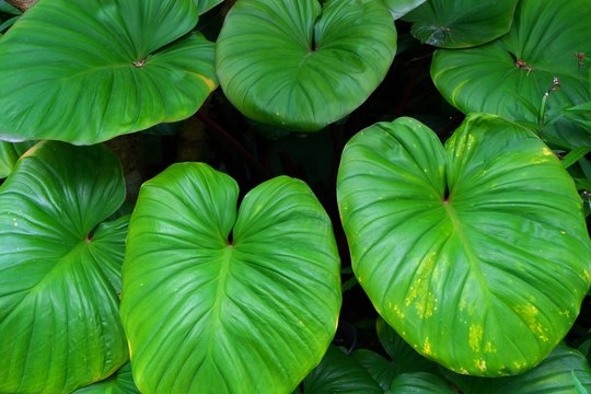 Background of Beautiful Elephant Ear or Colocasia Plants