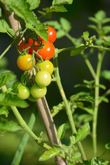 cluster of cherry tomatoes
