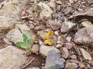 Farfalla