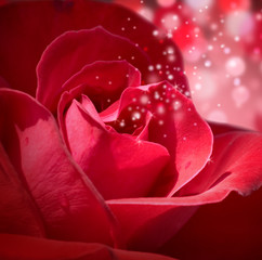 background with a red shiny rose