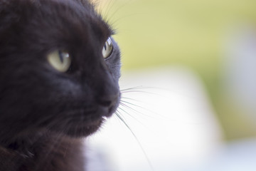 black cat posing on camera