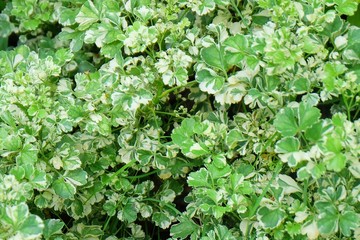 Background of Beautiful Fresh Polyscias Leaves in A Garden