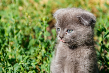 Naklejka na ściany i meble Gray Scottish Fold kitten on green grass