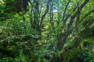 Fototapeta na wymiar Zeda-gordi, Georgia. Forest of Okatse canion.Georgia