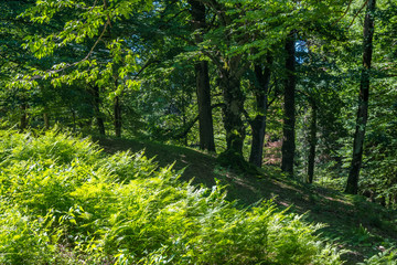 Fototapeta premium Zeda-gordi, Georgia. Forest of Okatse canion.Georgia