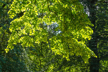 Fototapeta premium Zeda-gordi, Georgia. Forest of Okatse canion.Georgia