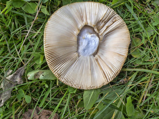 mushrooms grow on a meadow