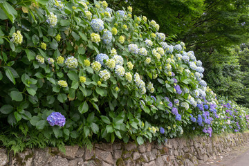 Hydrangea of Asukayama Park in Kita Ward, Tokyo, Japan / Asukayama park is a public park in Kita Ward, Tokyo, Japan