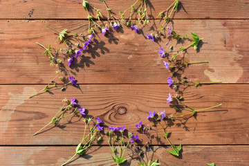 purple wildflowers on an old wooden background with larch boards, top view.