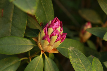 Бутон в лучах заходящего солнца