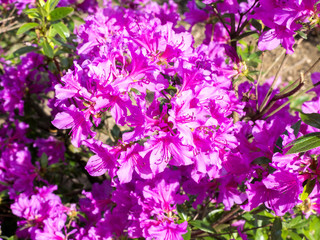 Fototapeta premium beautiful colorful flowers of azaleas