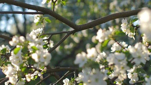 Spring park with blossom trees, apple and cherry flowers on background
