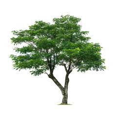 Tree isolated on white background