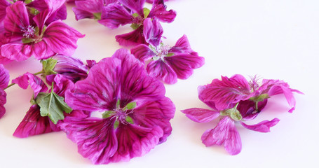 Malva mauritiana isolated on white background. Medicinal herb. The concept of healthy nutrition.Malva mauritiana have been used as pharmaceuticals since ancient times.