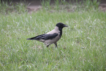 magpie