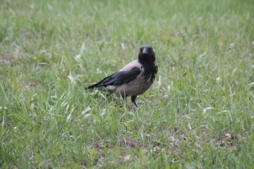 Obraz premium magpie