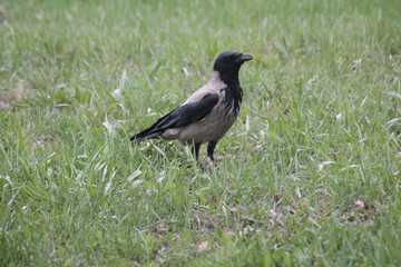 magpie