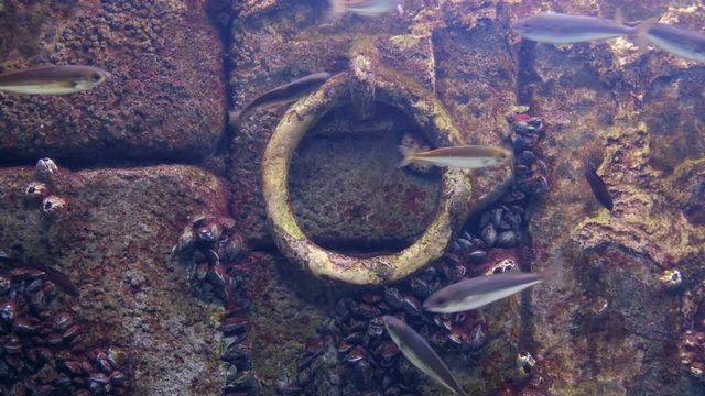 underwater anchor background flooded old dock stone wall fishes - molluscs attached texture