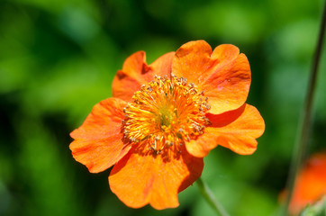 californiapoppy