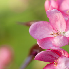 Fototapeta na wymiar beautiful gentle pink flowers of apple trees