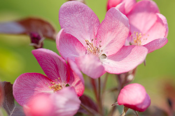 beautiful gentle pink flowers of apple trees