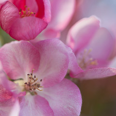 Naklejka na ściany i meble beautiful gentle pink flowers of apple trees