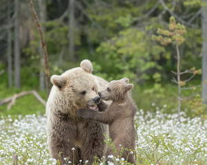 Bear mother growls to the cub in the middle of the cotton grass in a Finnish bog