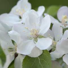 Fototapeta premium beautiful white pink pear flowers blooming in the garden