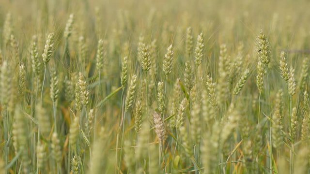 organic food prodution wheat field organic crop close
