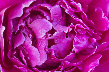 texture of pink peony