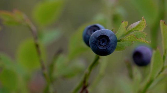 Picking Wild Bilberries - (4K)