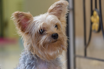 可愛い・小型・犬・ヨークシャテリア