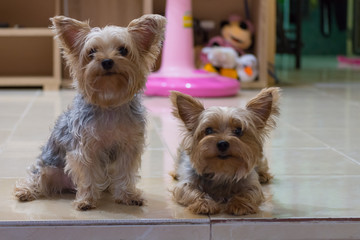 可愛い・小型・犬・ヨークシャテリア