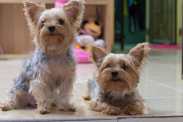 可愛い・小型・犬・ヨークシャテリア