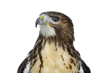 Head shot of Buzzerd  isolated on white background and looking to the side with half closed eye lid