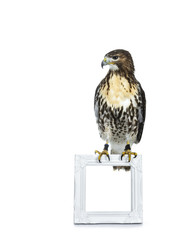 Buzzerd sitting on white picture frame isolated on white background and looking focussed down
