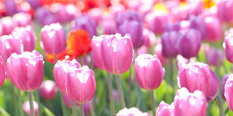 bright multi-colored tulips blooming in a field or on a flower bed in a park or in a garden