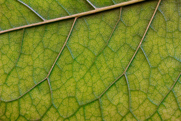 macro texture of green leaf close  up