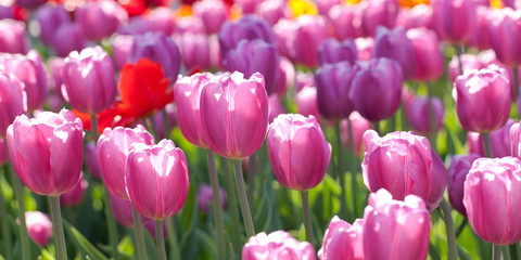 bright multi-colored tulips blooming in a field or on a flower bed in a park or in a garden