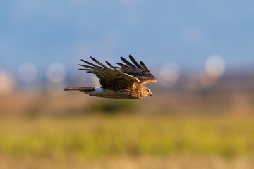 Extremely close view of a female Northern harrier in beautiful light, seen in the wild near the San Francisco Bay
