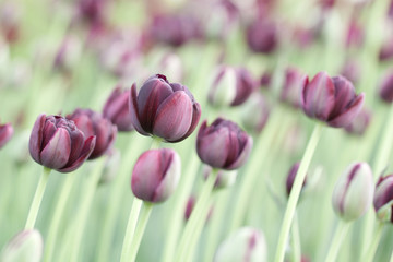 unusual buds and burgundy tulip flowers in a field or on a flower bed in a park or garden