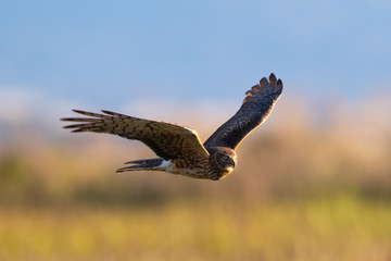 Fototapeta na wymiar Extremely close view of a female Northern harrier in beautiful light, seen in the wild near the San Francisco Bay