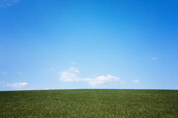 Green spring sunny city park with beautiful green grass meadow