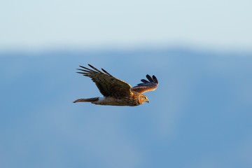 Close view of a female Northern harrier hunting, seen in the wild near the San Francisco Bay