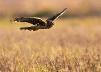 Extremely close view of a female Northern harrier opening his beak and screeching, seen in the wild near the San Francisco Bay