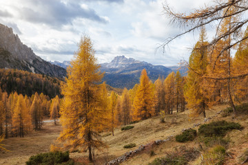 Fototapeta na wymiar Autumn beautiful landscape with mountain and yellow trees, Val Gardena, Dolomites, Italy