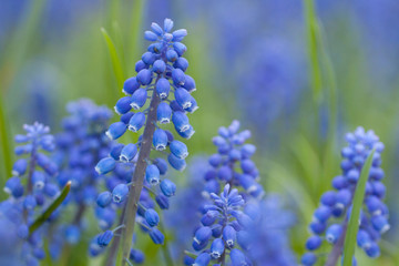 gentle little blue muscari flowers blooming in the park or in the garden